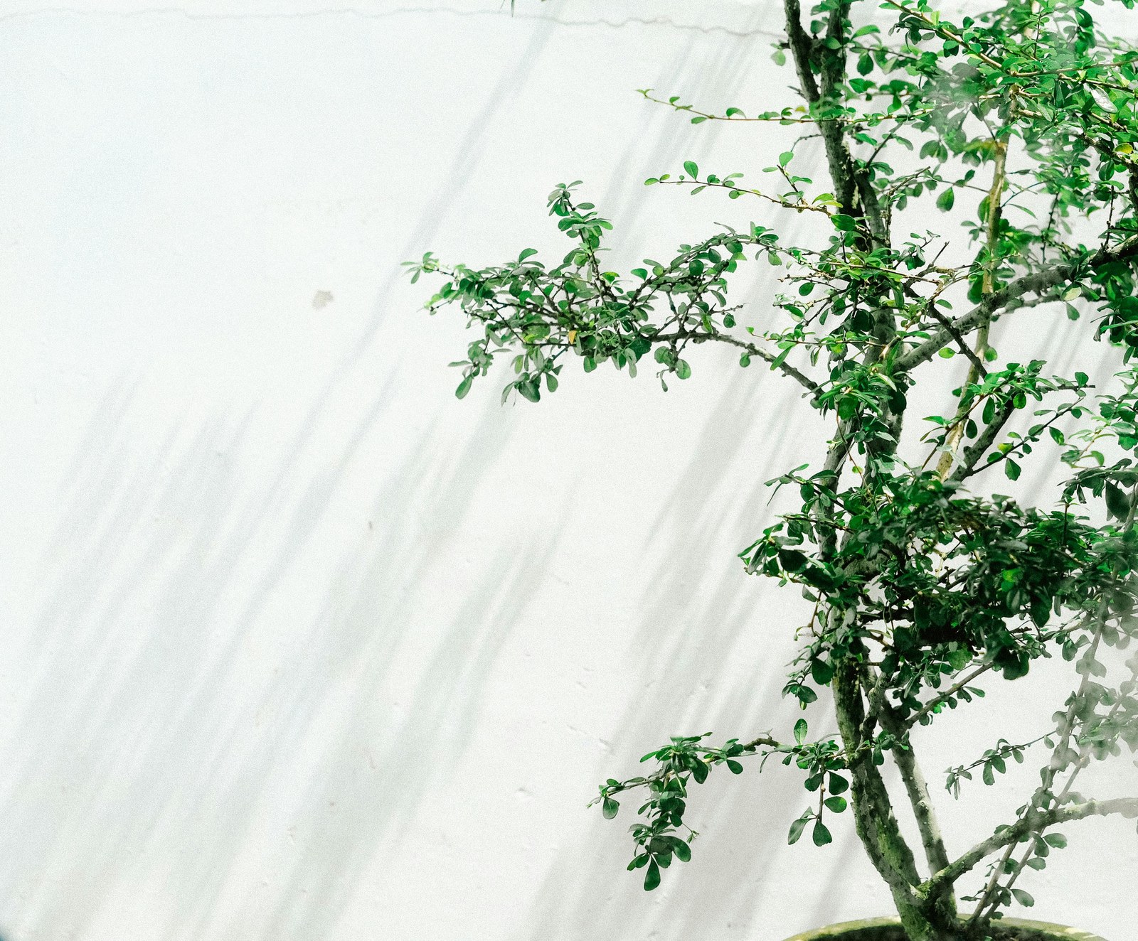 A small fine-leaved tree against a luminous wall